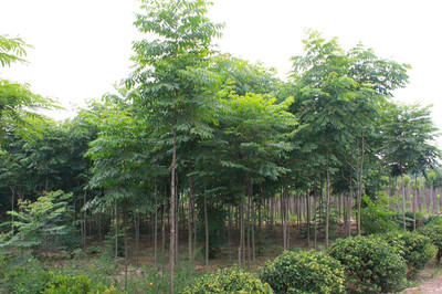 百草園苗木銷售中心 供應(yīng)優(yōu)質(zhì)6m欒樹 防護樹 優(yōu)質(zhì)欒樹 行道樹 欒樹苗 綠化苗木 欒樹供應(yīng) 欒樹價格圖片_高清圖_細節(jié)圖-沭陽縣百草園苗木銷售中心