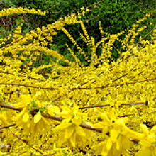 絳縣古絳鎮(zhèn)友梅苗木經(jīng)銷部 供應(yīng)產(chǎn)品