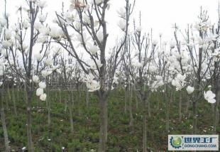 大量0白玉蘭等優(yōu)質(zhì)綠化苗木_農(nóng)副產(chǎn)品_世界工廠網(wǎng)中國(guó)產(chǎn)品信息庫(kù)