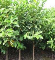 苗木基地價(jià)格_苗木基地廠家_世界工廠網(wǎng)產(chǎn)品信息庫(kù)