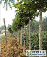 綠化苗木 大葉女貞 法桐_農(nóng)副產(chǎn)品_世界工廠網(wǎng)中國(guó)產(chǎn)品信息庫(kù)