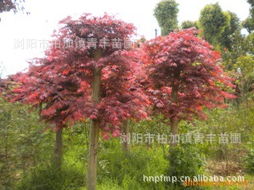 瀏陽(yáng)市柏加鎮(zhèn)青豐苗圃 綠化苗木產(chǎn)品列表