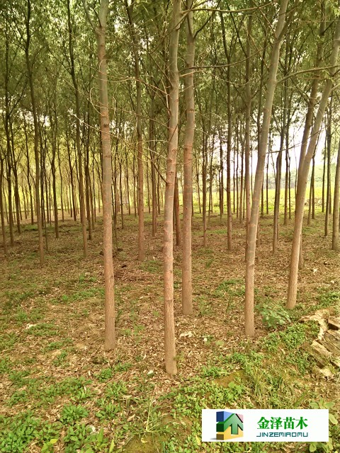 河北出售旱柳 6公分旱柳價(jià)格 旱柳報(bào)價(jià)_河北保定博野金澤綠化苗木基地 - 商國(guó)互聯(lián)網(wǎng)