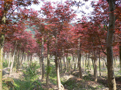 紅楓浙江杭州專業(yè)種植,配送各類蕭山綠化苗木常規(guī)品種-浙江蕭山新街盈中苗木種植場(chǎng)商鋪供應(yīng)列表-第1頁(yè)