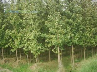 供應(yīng)咨詢(xún)銀杏樹(shù)價(jià)格|咨詢(xún)銀杏樹(shù)行情|邳州市翔齊銀杏苗木基地_紡織、皮革_世界工廠網(wǎng)中國(guó)產(chǎn)品信息庫(kù)