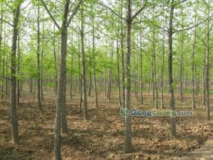 供應(yīng)櫻花,黑松等綠化苗木優(yōu)質(zhì)供應(yīng)-山東銀杏樹(shù)價(jià)格|敬高銀杏園林_傳媒、廣電_世界工廠網(wǎng)中國(guó)產(chǎn)品信息庫(kù)