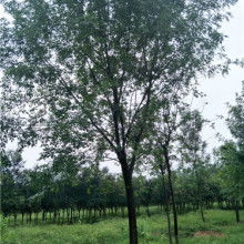 2019綠化苗木價(jià)格 報(bào)價(jià) 綠化苗木批發(fā) 第29頁 園林網(wǎng)