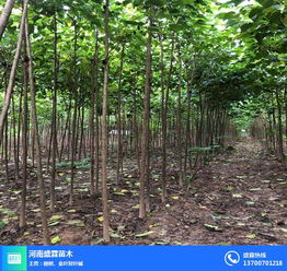 河北楸樹 盛霖專業(yè)供應(yīng)苗木 楸樹價(jià)格
