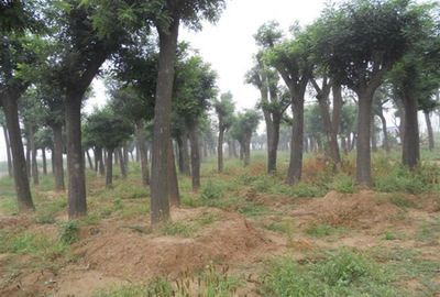 35公分國槐 35公分國槐價格_農(nóng)副產(chǎn)品_世界工廠網(wǎng)