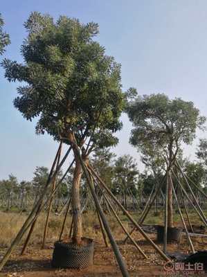 【全冠香樟袋苗供應(yīng)、種植基地直銷、價格實(shí)惠】綠化苗木,價格,廠家,供應(yīng)商,花木,龍海市東泗興輝園藝場 - 產(chǎn)品庫