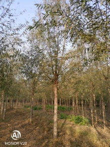 恭喜鴻運(yùn)園林苗木基地入駐苗木通平臺 專注于精品苗木