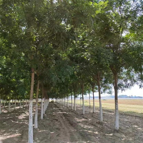 開縣國槐20公分價格提供種植技術(shù)