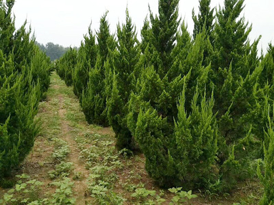 園林綠化平臺_綠化苗木供應_綠化苗木求購信息_園林綠化苗木價格_園林信息化