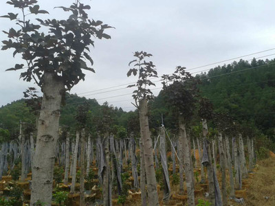 多措并舉 積極探索福祿紫楓苗木繁育新技術