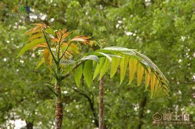 【香椿樹苗多0.7香椿苗批發廠家香椿苗有賣1公分香椿】泰安乾佑源苗木專業合作社 - 產品庫