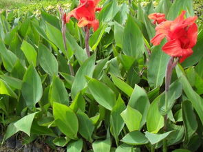 美人蕉 莆田綠化苗木 福州綠化苗木