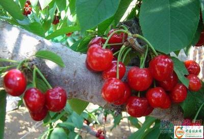 供應大櫻桃樹苗產品 批發營口大櫻桃苗木 大量銷售熊岳櫻桃樹產品|遼寧生產美早紅燈櫻桃苗(圖)_供應大櫻桃樹苗產品 批發營口大櫻桃苗木 大量銷售熊岳櫻桃樹產品|遼寧生產美早紅燈櫻桃苗(圖)價格_供應大櫻桃樹苗產品 批發營口大櫻桃苗木 大量銷售熊岳櫻桃樹產品|遼寧生產美早紅燈櫻桃苗(圖)廠家-勤加緣網【遼寧熊岳樹苗繁育基地15841757950】