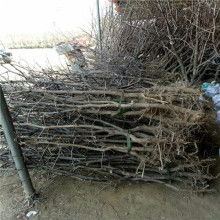 鮮棗供應(yīng)商價(jià)格 鮮棗供應(yīng)商公司 圖片 視頻