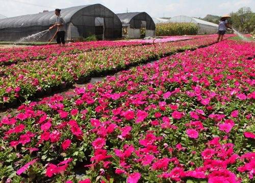 貴陽市今年苗木價(jià)格同比上漲10%--貴州頻道--人民網(wǎng)