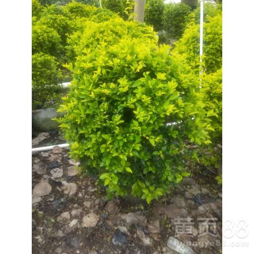 【東莞綠化苗木配送報(bào)價(jià)】- 