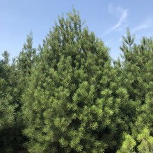 2020綠化苗木價(jià)格 報(bào)價(jià) 綠化苗木批發(fā) 第2頁 園林網(wǎng)