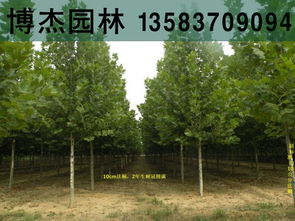 10公分全冠分枝法桐山東濰坊售價(jià)