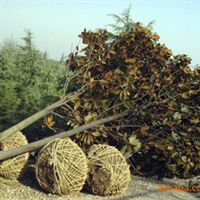 批發(fā)廣玉蘭樹苗 玉堂春 綠化苗木 喬木 白玉蘭 廣玉蘭 行道樹指導(dǎo)價(jià) 批發(fā)廣玉蘭樹苗 玉堂春 綠化苗木 喬木 白玉蘭 廣玉蘭 行道樹廠商 批發(fā)廣玉蘭樹苗