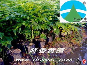 降香黃檀 花梨木 海南黃花梨 紅木家具 供應(yīng)產(chǎn)品 漳浦縣大山苗木場