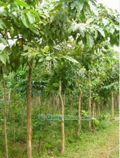 供應(yīng)大葉紫薇-直銷大葉紫薇-低價(jià)大葉紫薇-苗木批發(fā)大葉紫薇_農(nóng)副產(chǎn)品_世界工廠網(wǎng)中國產(chǎn)品信息庫