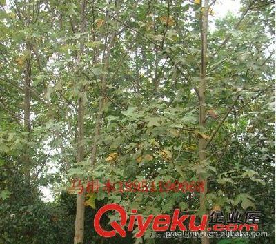 廠家專業(yè)供應(yīng)馬褂木等綠化苗木(圖)-沭陽縣威宇花木銷售中心提供廠家專業(yè)供應(yīng)馬褂木等綠化苗木(圖)的相關(guān)介紹、產(chǎn)品、服務(wù)、圖片、價(jià)格沭陽縣威宇花木銷售中心、金葉女貞;紅葉小檗;小龍柏;地柏;灑金柏;南天竹;迎春;連翹;月季花;紅王子錦帶;水臘;劍麻;金娃娃萱草;玉簪;鳶尾;棣棠;繡線菊;紅瑞木;紫荊;紫薇等綠化苗木