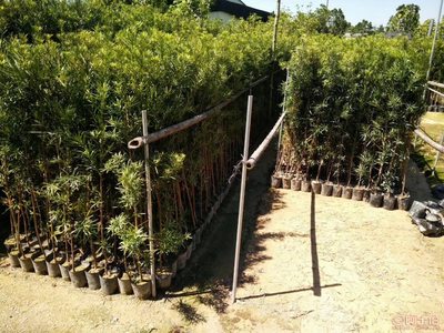 【羅漢松培養(yǎng)基地、羅漢松小苗直銷、質(zhì)優(yōu)價(jià)廉】綠化苗木,價(jià)格,廠家,供應(yīng)商,花木,龍海市東泗興輝園藝場 - 產(chǎn)品庫