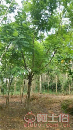 【四川藍(lán)花楹開花基地直銷,漳州藍(lán)花楹基地供應(yīng)價(jià)格】綠化苗木,價(jià)格,廠家,供應(yīng)商,花木,漳浦縣閩龍花卉種植園 - 產(chǎn)品庫