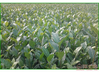 【成都福鼎大白茶苗純正品種#福鼎大白茶苗苗圃】福鼎大白茶苗,價格,廠家,供應商,其他農業(yè),雅安市名山區(qū)惠農苗木種植農民專業(yè)合作社 - 產品庫