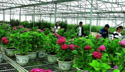 江西:九江縣做大苗木花卉產業(yè)&ldquo;蛋糕&rdquo;