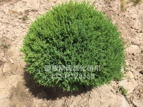 哪里能買到劃算的刺柏 苗木價格
