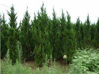 找鄢陵河南檜的苗木價(jià)格價(jià)格、圖片、詳情,上一比多_一比多產(chǎn)品庫(kù)