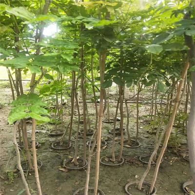 紫藤產(chǎn)業(yè)：廠家直銷、生產(chǎn)基地與園林綠化的完美結(jié)合