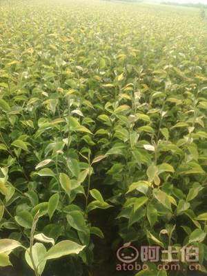 占地棗樹市場解析：2018年價(jià)格、產(chǎn)地與供應(yīng)商概覽