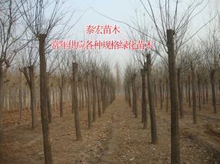 河南鄭州國槐小苗批發(fā)價(jià)格分析及市場趨勢