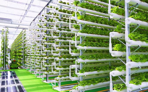 菜農(nóng)的黃昏 數(shù)字農(nóng)業(yè)時(shí)代下，90%蔬菜將來自工廠化種植