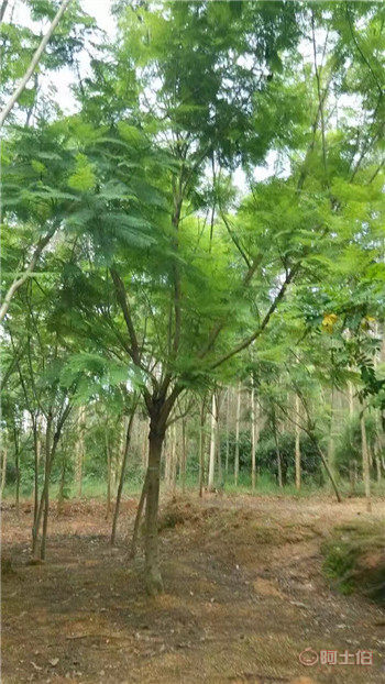 四川藍花楹與漳州藍花楹基地直銷供應(yīng)全解析