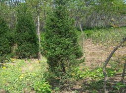 潢川縣宏達苗圃廠 河南檜與花卉種植的精品展臺