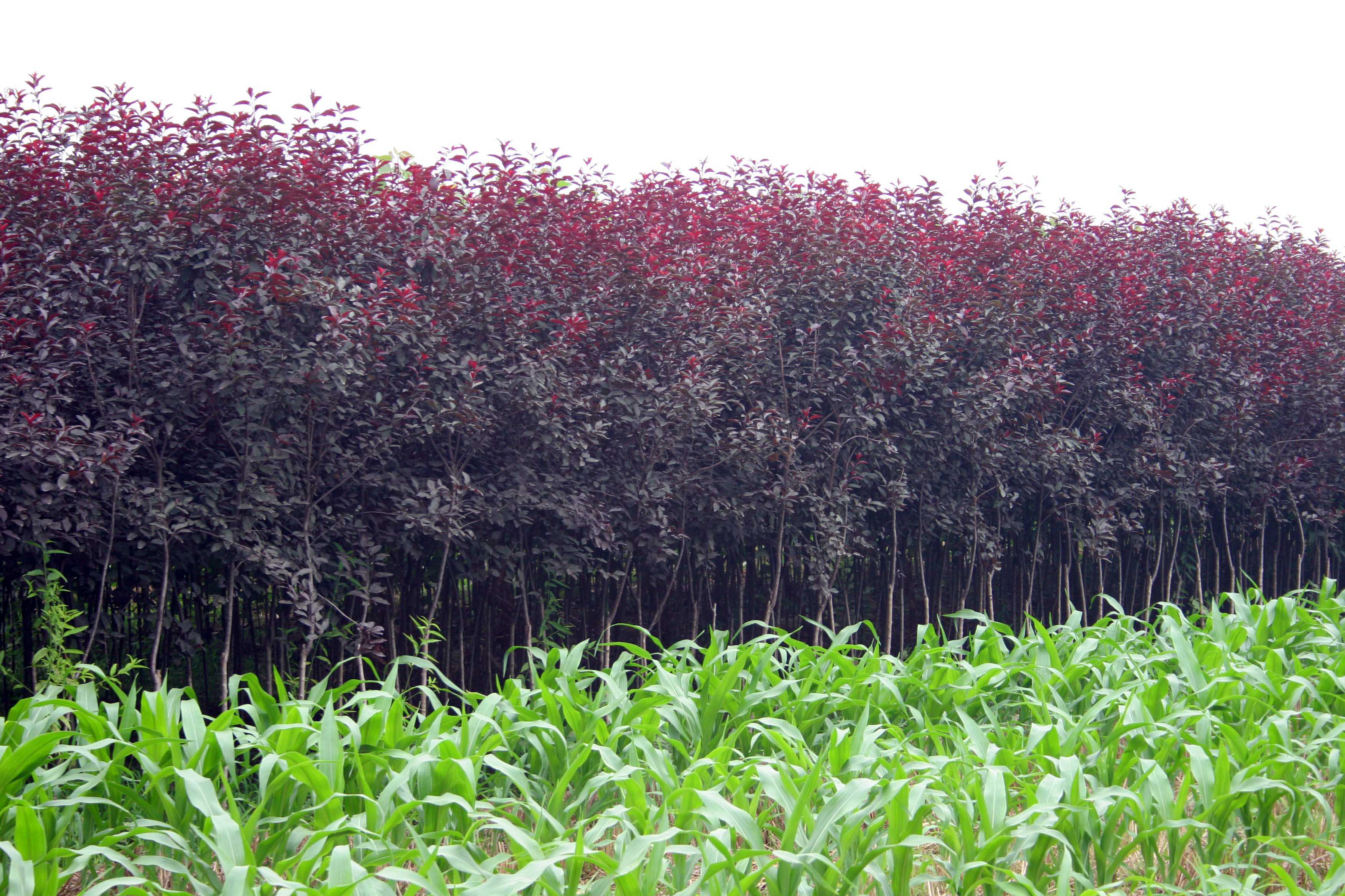 武陟縣小巖村 苗木花卉基地的綠色崛起與鄉(xiāng)村振興實踐
