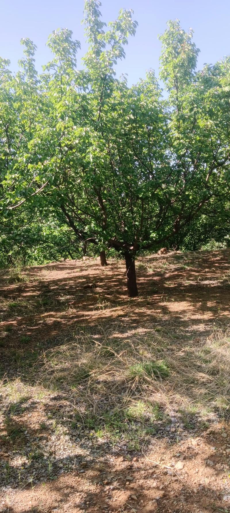 全網(wǎng)尋覓苗木有緣人，優(yōu)質(zhì)山杏樹大量現(xiàn)貨，規(guī)格齊全，共繪花卉種植新藍圖
