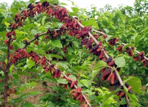 臺灣四季大果桑苗批發(fā)——聚焦廣西象州縣專業(yè)培育基地的種苗優(yōu)勢與林業(yè)種植技術(shù)