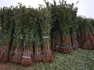 山東育苗基地遭竊，新疆杏李品種“恐龍蛋”市場熱度再引關(guān)注